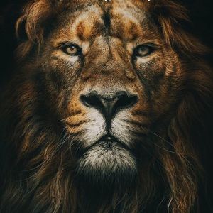 Meet your Posher, Russell